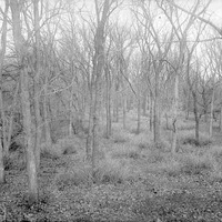 Branson woods. Lancaster County. Frank H. Shoemaker (321301-A0976)