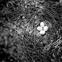 Original caption: Cooper Hawk, nest with four eggs. Roca, Nebr. May 1918