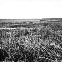 Original caption: Hackberry Lake, Cherry Co., Nebraska.Â Across the tules. June 1903. Cherry County.