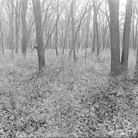 Original caption: Bottomland woods near Salt Creek, Saltillo. Oct. 1919