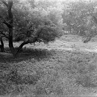 Late afternoon view, Branson Woods. Lancaster County. Frank H. Shoemaker (321301-A1574)
