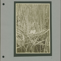 Frank Shoemaker - Omaha, Lincoln, and Nebraska Narratives