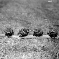 Four young Crow“Branson Grove, Lincoln Apr. 28, 1918. Lancaster County. Frank H. Shoemaker (321301-A0287)