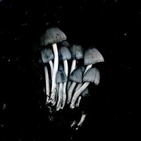 Coprinua-northeast of Havelock, May 9, 1920