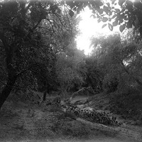 Original caption: Salt Creek-Small trib. North of Have lock. Late evening. Aug. 7, 1921