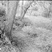 Branson Grove, Salt Creek, 7.30 pm. Sept. 22, 1918. Lancaster County. Frank H. Shoemaker (321301-A0810)