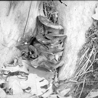 Mushroom at base of tree-Branson woods. 1919. Lancaster County. Frank H. Shoemaker (321301-A0973)