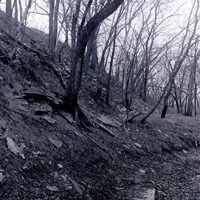 Original caption: Woodland near Roca Dec. 15, 1912