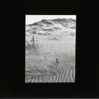 Original caption: Sand ripples in blowout, Cherry Co, 1911, July F.H.S. Cherry County. Frank H. Shoemaker (121111-00021)