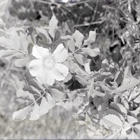 Wild rose, Havelock. June 11, 1916