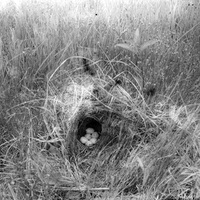 Original caption: Nest of Western Meadowlark, Hackberry Lake, Cherry Co., Nebr. 1903. Cherry County.