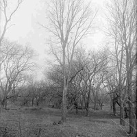 Hackberry, Branson Grove, Lincoln. Entire tree. Mar. 12, 1916. Lancaster County. Frank H. Shoemaker (321301-A0583)