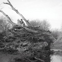 Pile of driftwood, Salt Creek, near Havelock. Nov. 1914