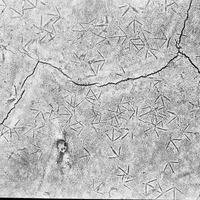 Original caption: Tracks of shorebirds, Salt Basin. Lancaster County.