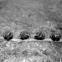 Four young Crow“Branson Grove, Lincoln Apr. 28, 1918. Lancaster County. Frank H. Shoemaker (321301-A0289)