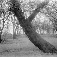Box elder, Branson Grove. 1916. Lancaster County. Frank H. Shoemaker (321301-A0582)