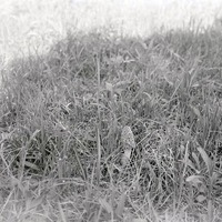 Original caption: Morel-Roca. May 3, 1914