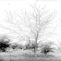 Original caption: Honey Locust, Salt Basin, Lincoln. June 4, 1916