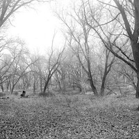 Branson Woods; November woodland view. Nov. 13, 1920. Lancaster County. Frank H. Shoemaker (321301-A1214)