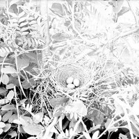 Original caption: Nest and eggs of catbird-Salt Basin. Lancaster County.