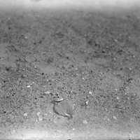 Original caption: Belted piping plover in nest Salt Basin-Lincoln. 1922
