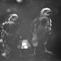 Original caption: Young Cooper Hawks, Roca. July 4, 1913