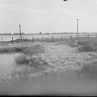 Original caption: Salt Basin-Fox tail. Lancaster County.