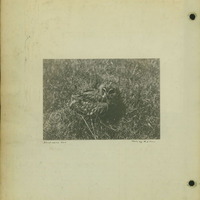 Frank Shoemaker, Narratives, Thomas County, July 3-11, July 27-30, 1911