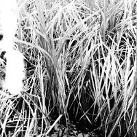 Original caption: Nest of Virginia Rail, Hackberry Lake, Cherry Co., Nebr. May 1903. Cherry County.