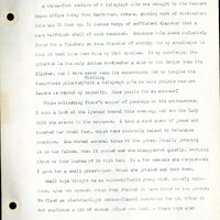 Frank H. Shoemaker typescript, 46 pages, detailing bird sightings, field trips, photography, and associated activities in Omaha, Nebraska.