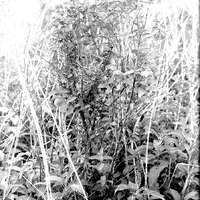 Original caption: Redwing's nest in Sympkoricarpos [snow berry], Salt Basin, Lincoln, May 23, 1917