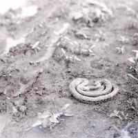 Bullsnake, 2 1/2 miles NE of Havelock