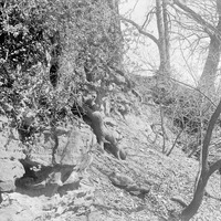 View near Branson woods. Lancaster County. Frank H. Shoemaker (321301-A1017)