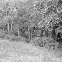 Branson Grove, Salt Creek, 7.30 pm. Sept. 22, 1918. Lancaster County. Frank H. Shoemaker (321301-A0807)