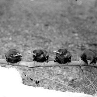 Four young Crow“Branson Grove, Lincoln Apr. 28, 1918. Lancaster County. Frank H. Shoemaker (321301-A0288)