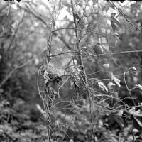 Original caption: Young doves in nest - Salt Basin Lincoln, July 1915