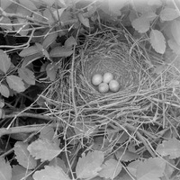 Original caption: Nest and eggs of brown thrasher, Salt Basin. Lancaster County.