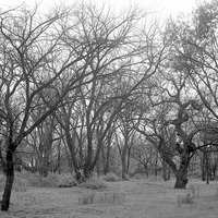 Branson Grove. Lancaster County. Frank H. Shoemaker (321301-A0806)