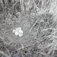 Marsh Hawk, nest with one young and two eggs, Havelock May 1918