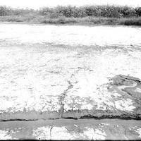 Original caption: Habitat of Cicindela togata var. apialis. Salt Basin, Lincoln. NE. Aug. 8, 1915