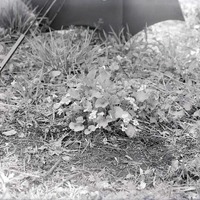Original caption: Violets, Roca, Nebr. May 3, 1914