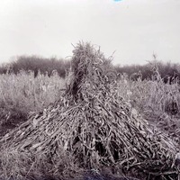 Original caption: Near Roca, Nebr. Corn in shock. Nov. 24, 1912