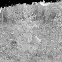 Original caption: Weeds - Salt Basin. Aug. 1916