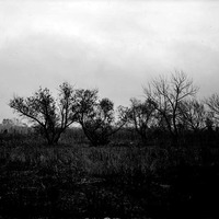 Original caption: Foliage near Salt Basin, Lincoln, NE. 1913