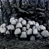 Coprinua -northeast of Havelock. May 9, 1920