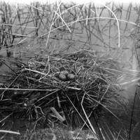 Original caption: Nest of Forester's Ternâ€“Hackberry Lake, Cherry Co., Nebr. 1903. Cherry County.