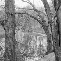 Salt Creek, Branson Grove. Dec. 6, 1916. Lancaster County. Frank H. Shoemaker (321301-A0815)