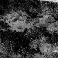 Original caption: Trauquebarica [mud crab]-autumn tunneling Salt Basin-Lincoln, Oct. 1917