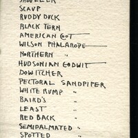 Frank H. Shoemaker handwritten composite list of birds, 5 pages, seen at Salt Basin, Lincoln, Nebraska.