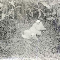 Young Marsh Hawks, Havelock June 6, 1918